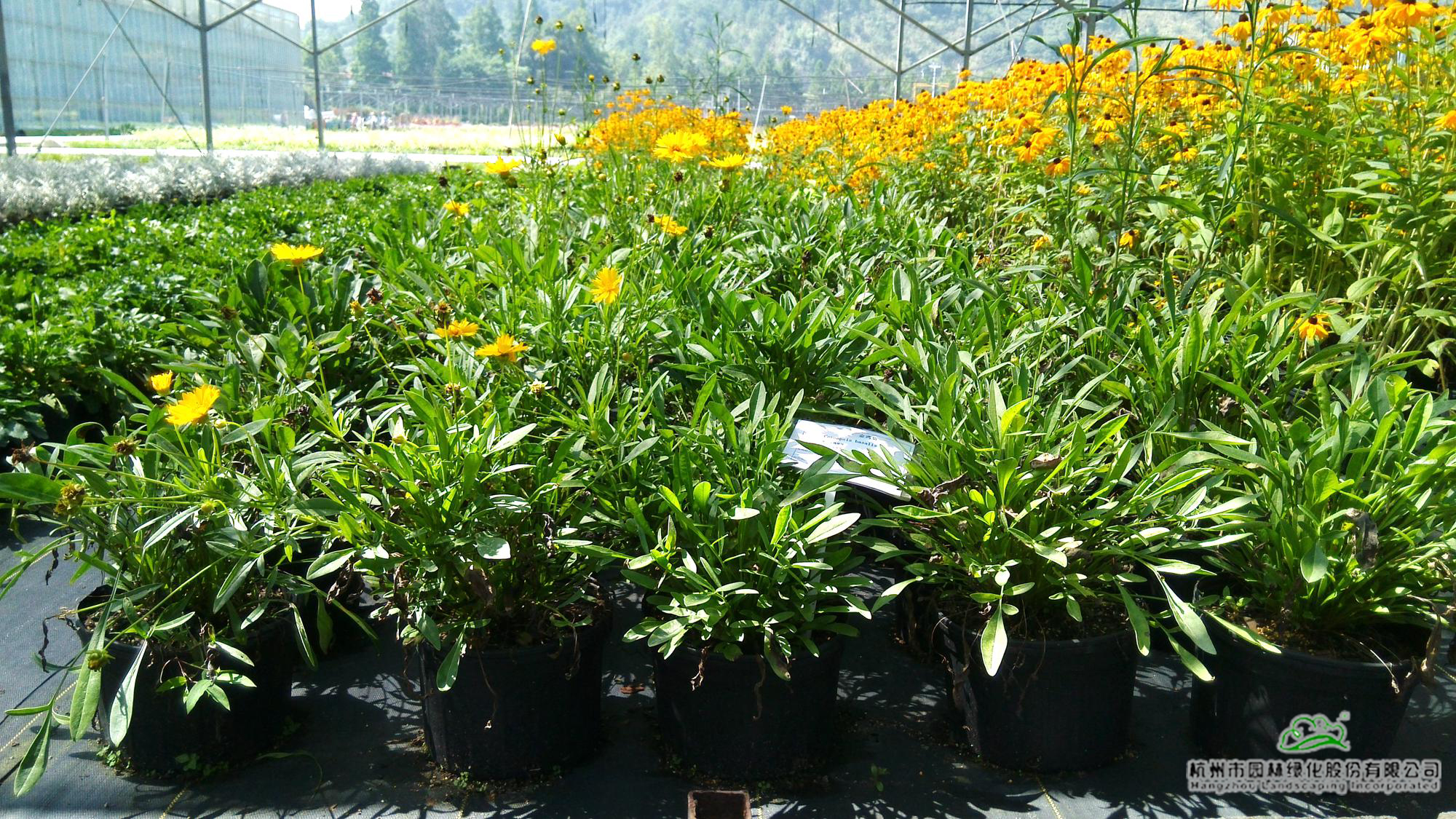 电竞比赛押注app