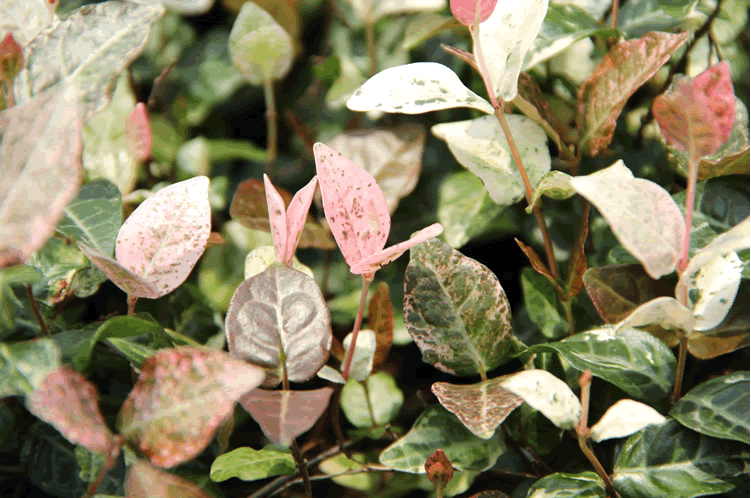 电竞比赛押注app