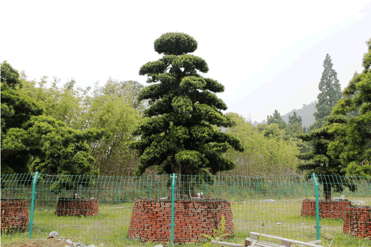 电竞比赛押注app