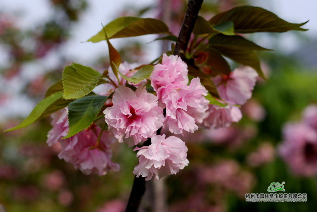 电竞比赛押注app