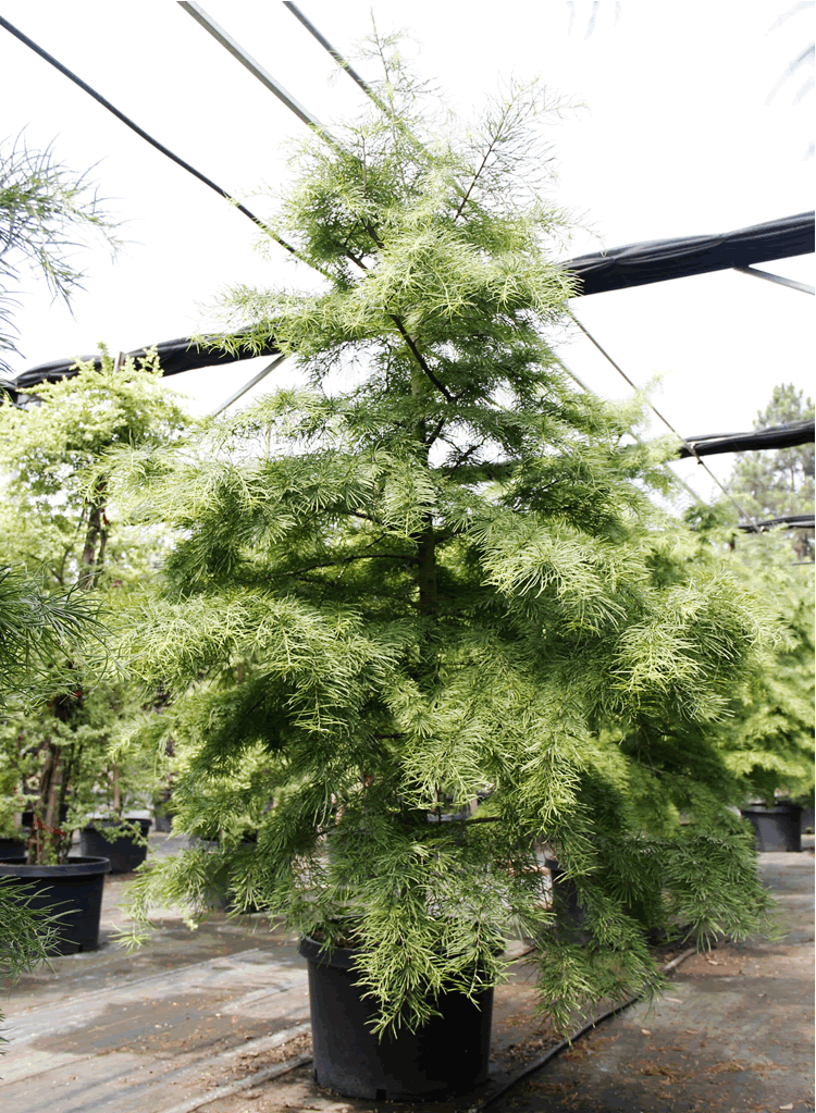 电竞比赛押注app