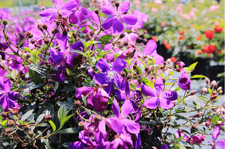 电竞比赛押注app