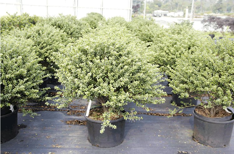 电竞比赛押注app