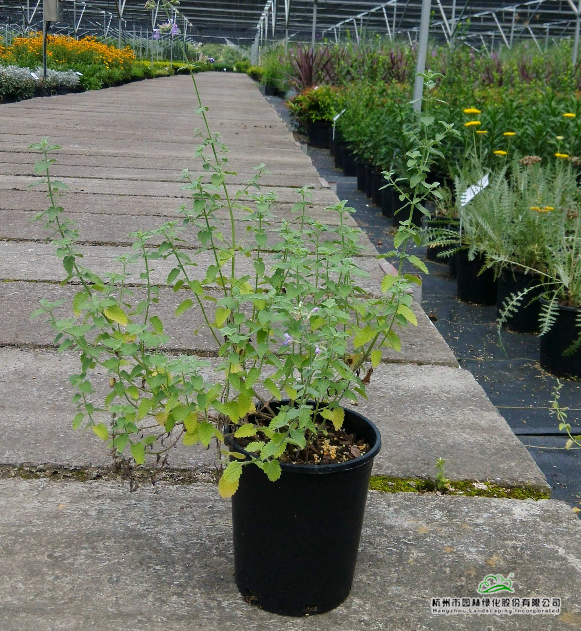 电竞比赛押注app