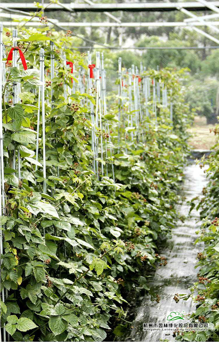 电竞比赛押注app