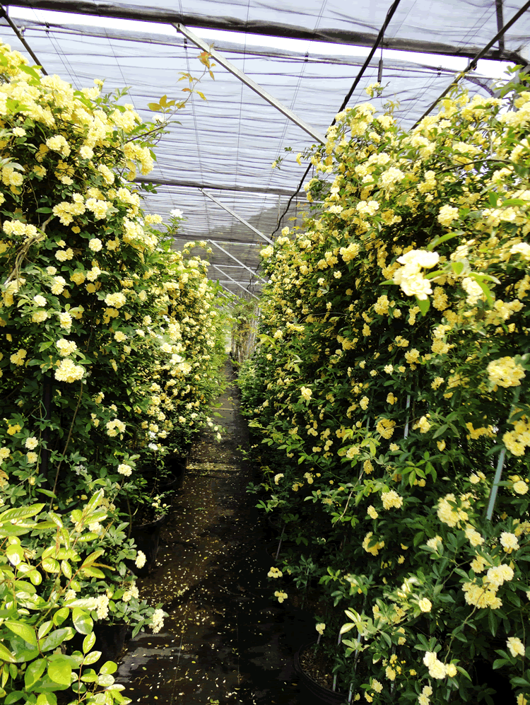 电竞比赛押注app