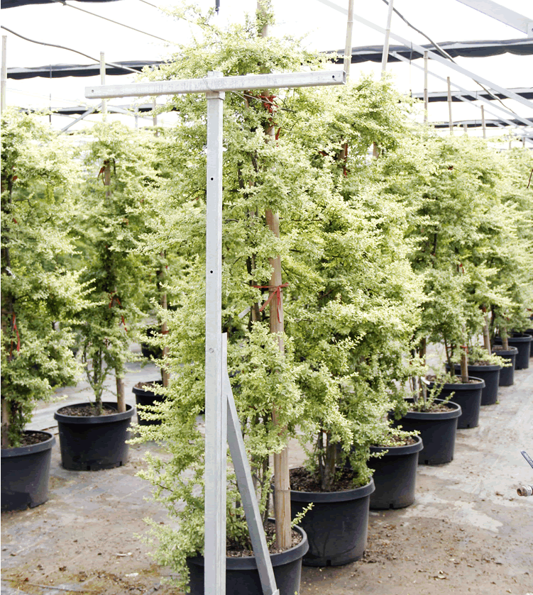 电竞比赛押注app