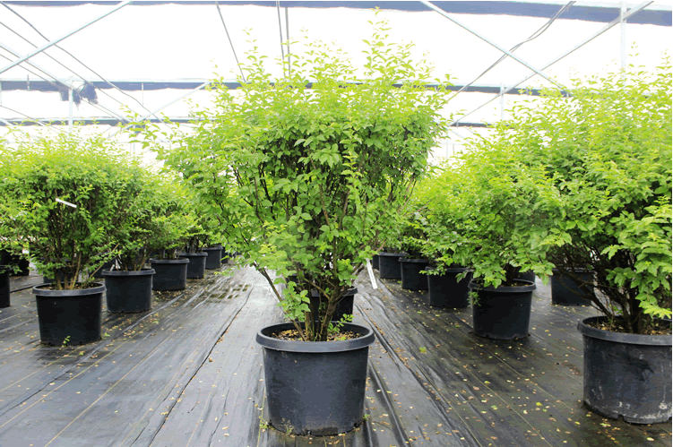 电竞比赛押注app