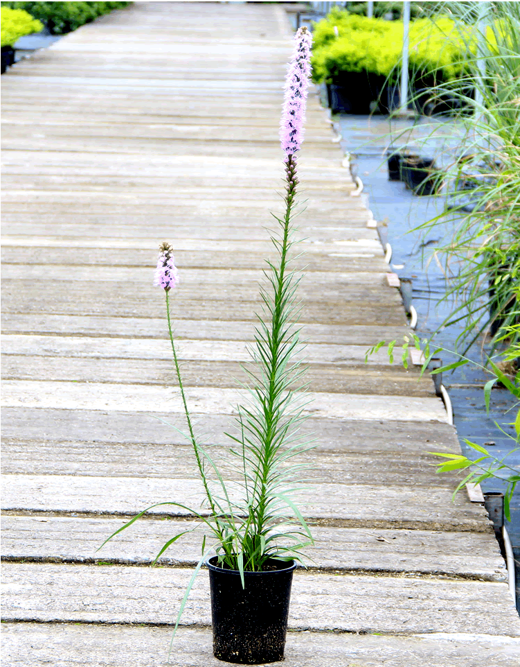 电竞比赛押注app