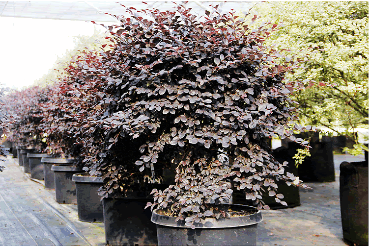 电竞比赛押注app