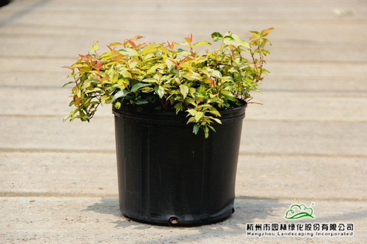 电竞比赛押注app