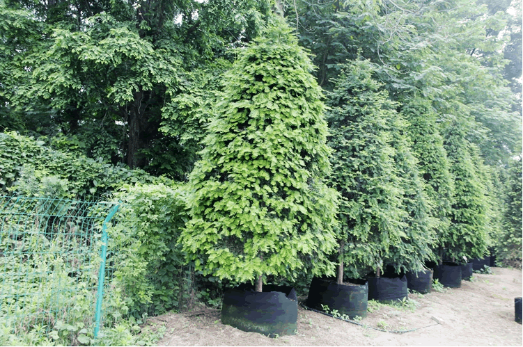 电竞比赛押注app