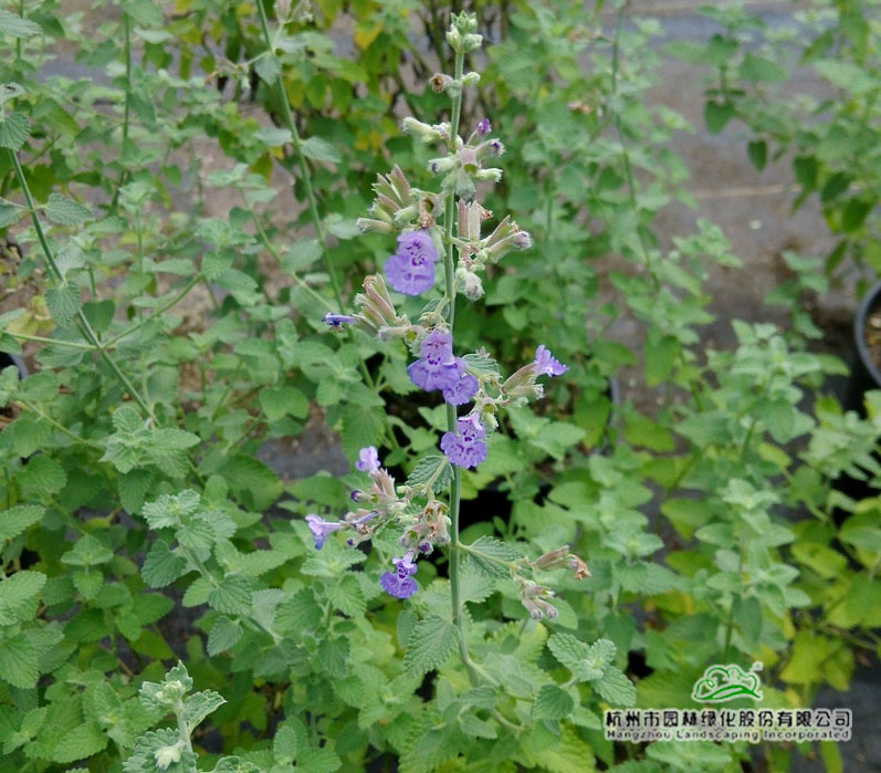 电竞比赛押注app