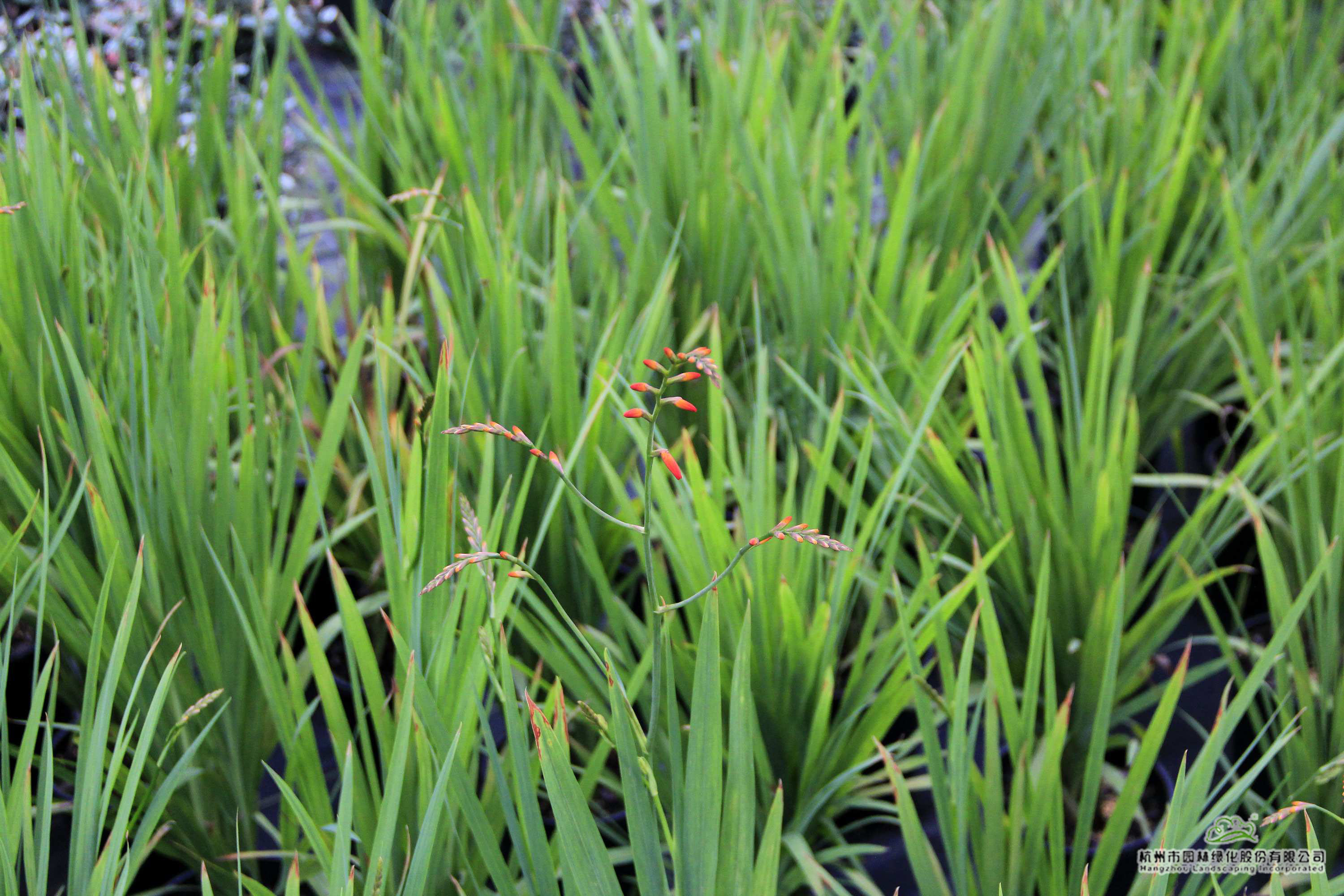 电竞比赛押注app