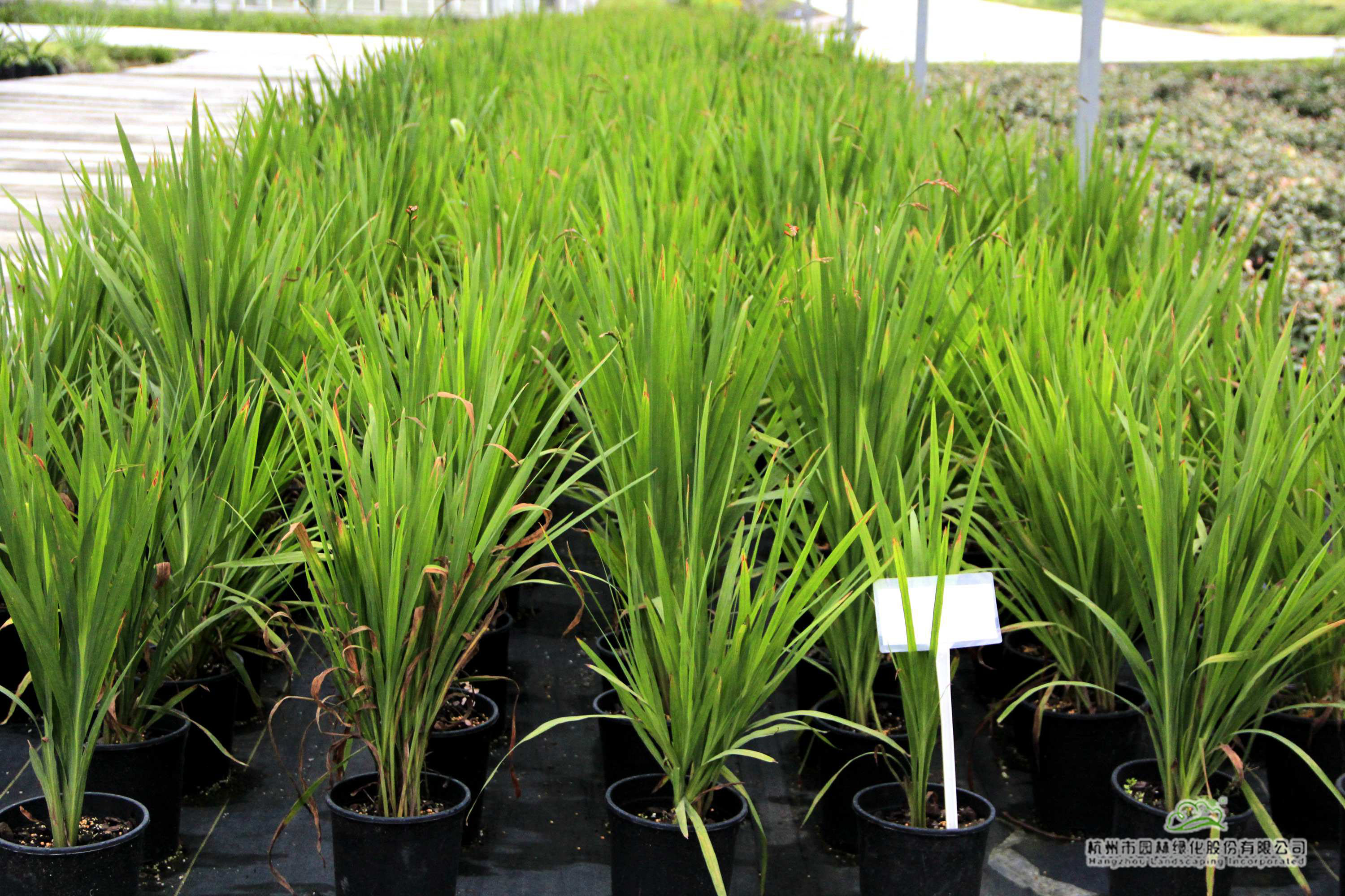 电竞比赛押注app