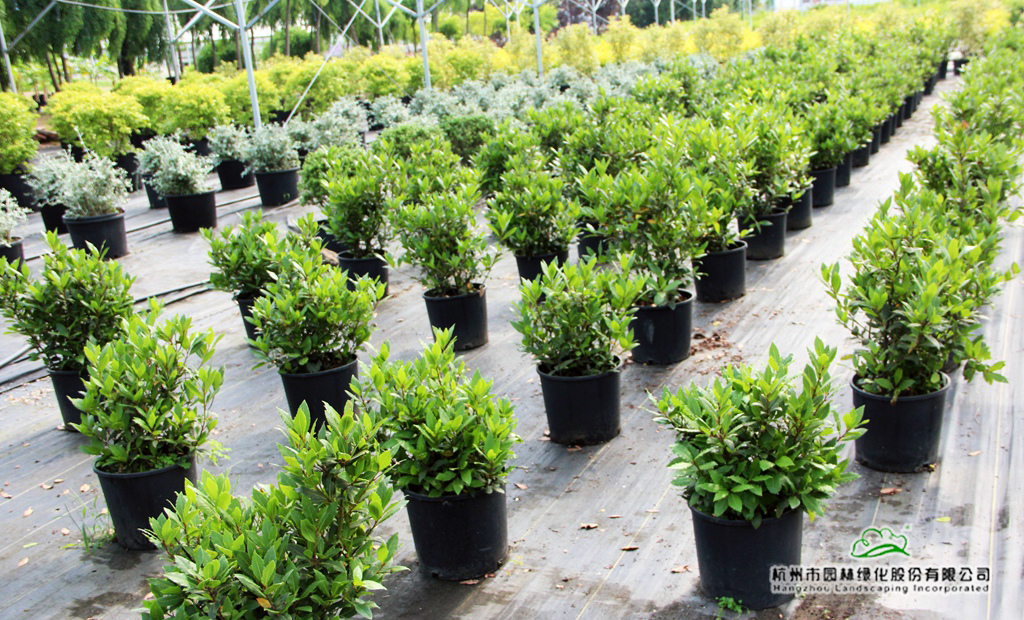 电竞比赛押注app