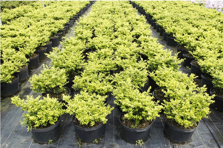 电竞比赛押注app