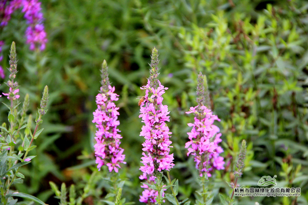 电竞比赛押注app