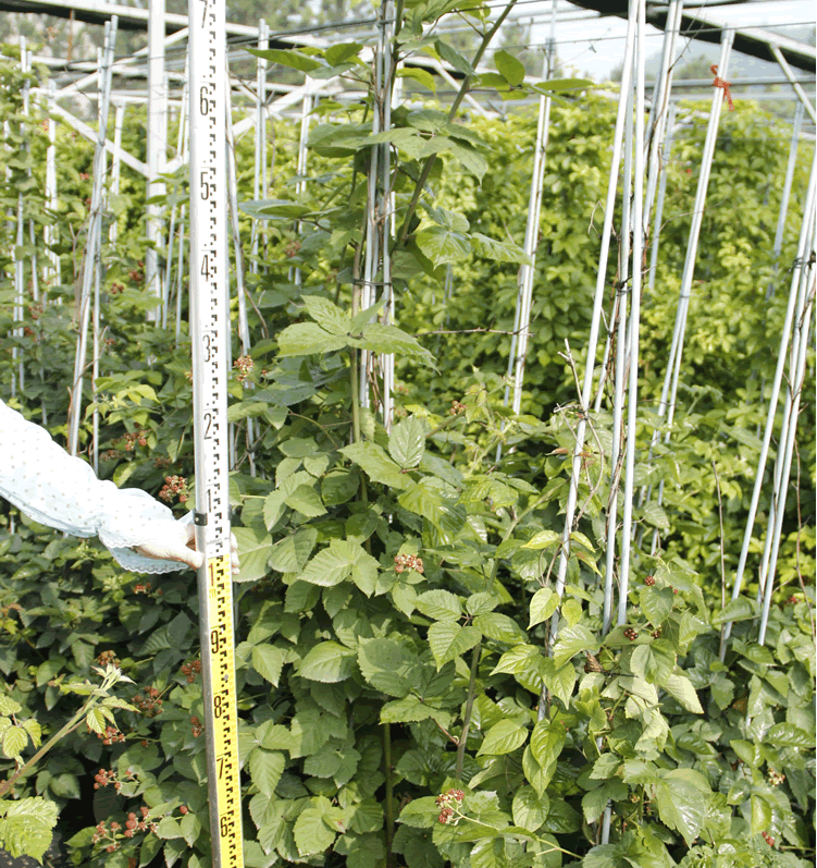 电竞比赛押注app