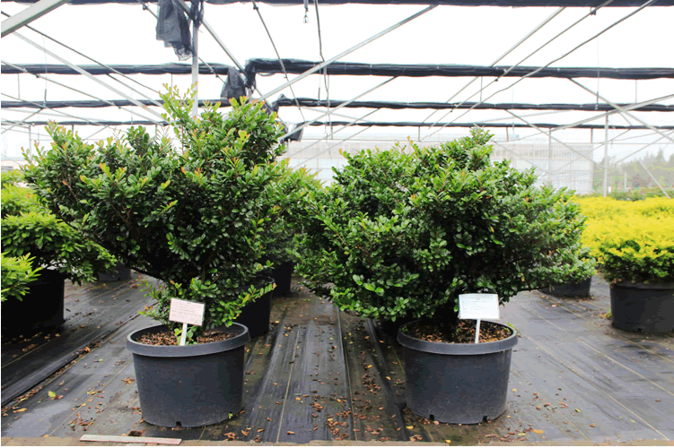 电竞比赛押注app