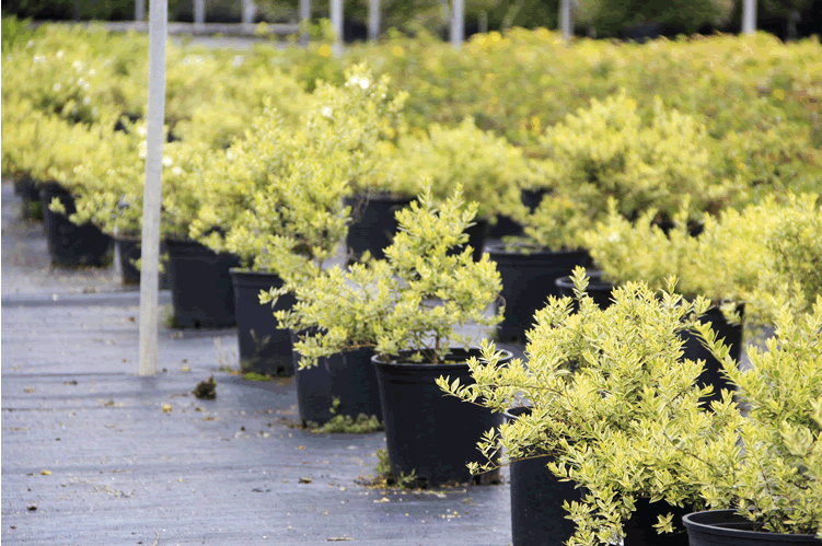 电竞比赛押注app