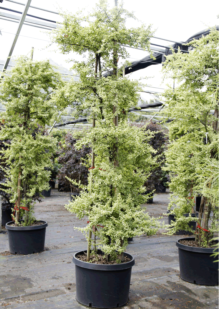 电竞比赛押注app