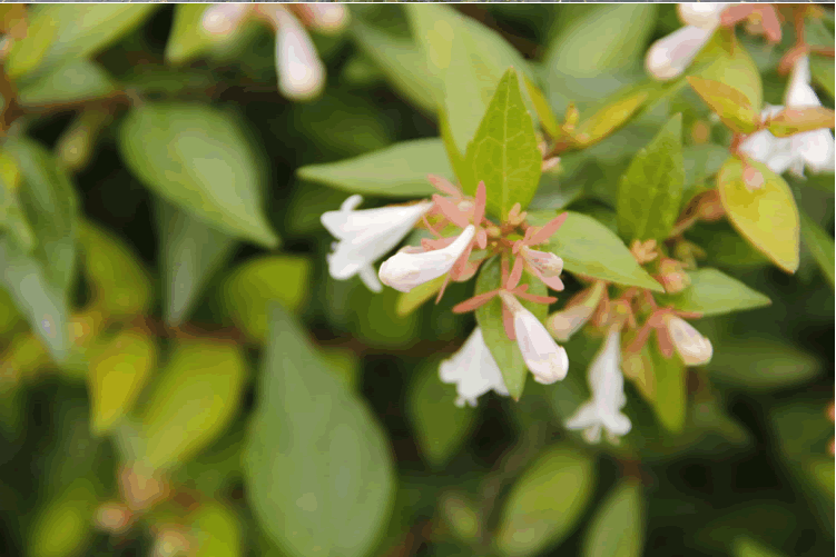 电竞比赛押注app