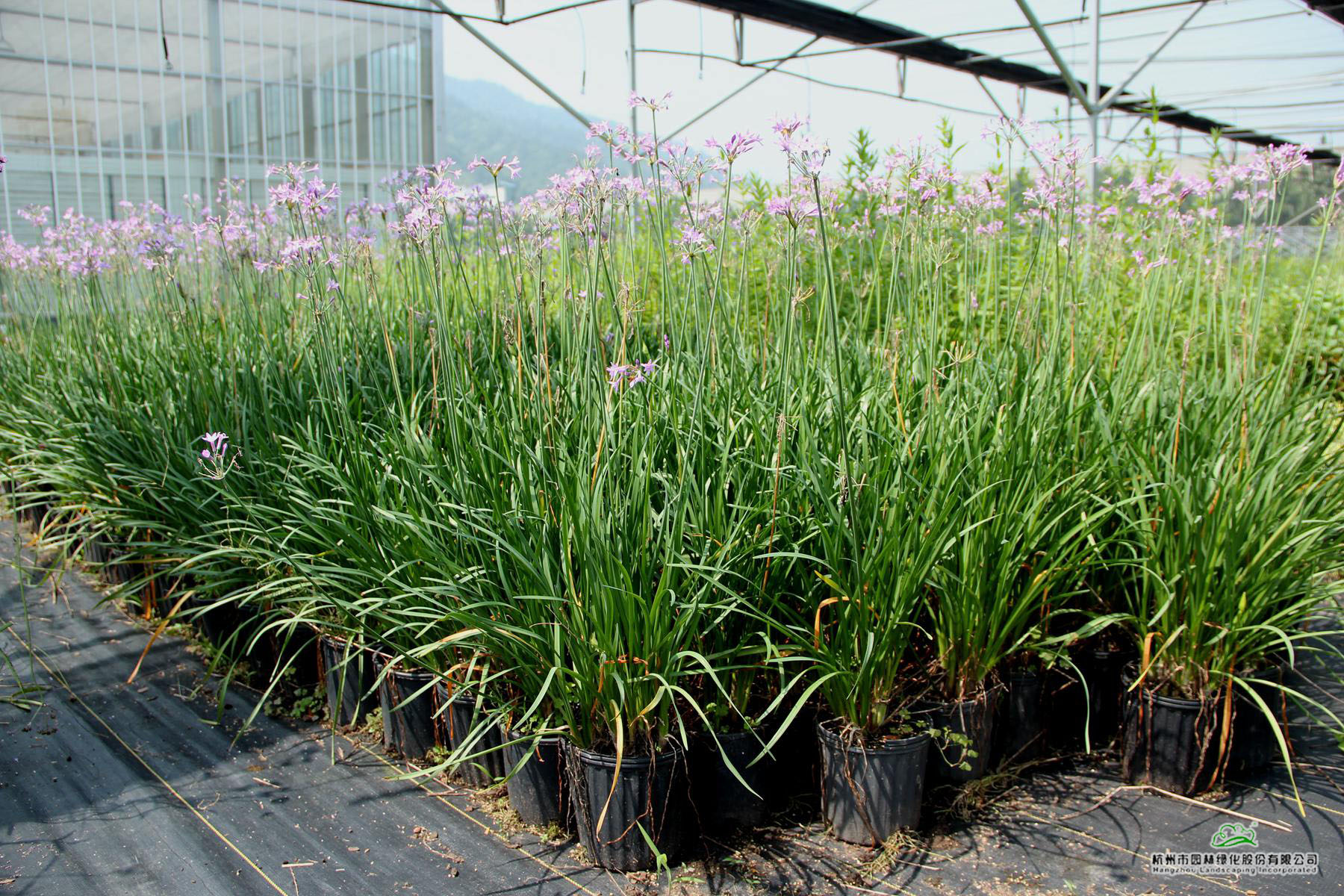 电竞比赛押注app