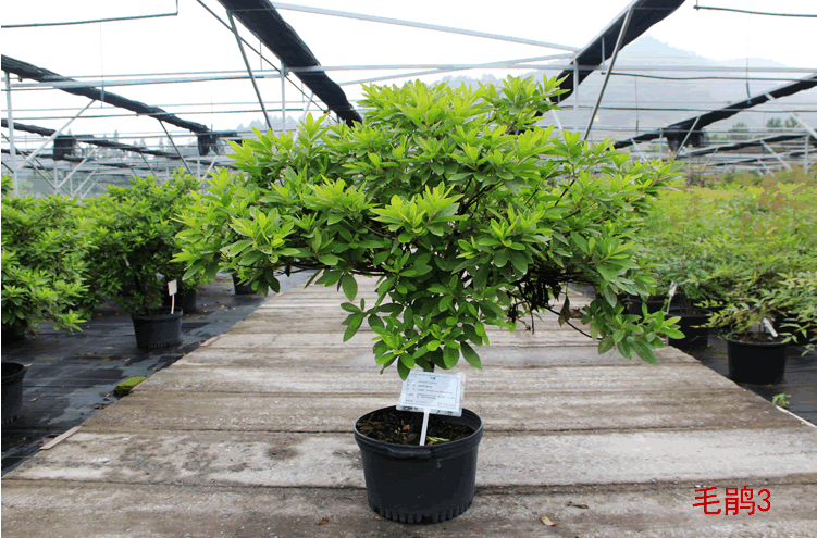 电竞比赛押注app