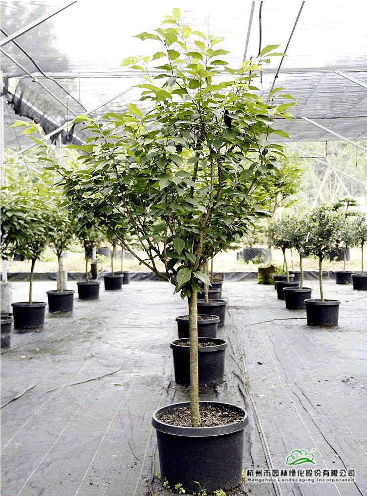 电竞比赛押注app