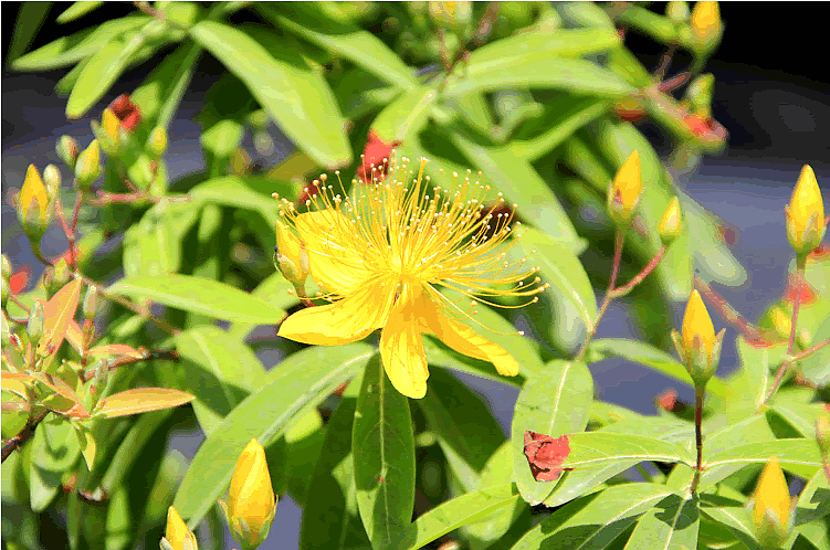 电竞比赛押注app