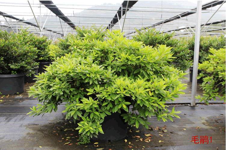 电竞比赛押注app