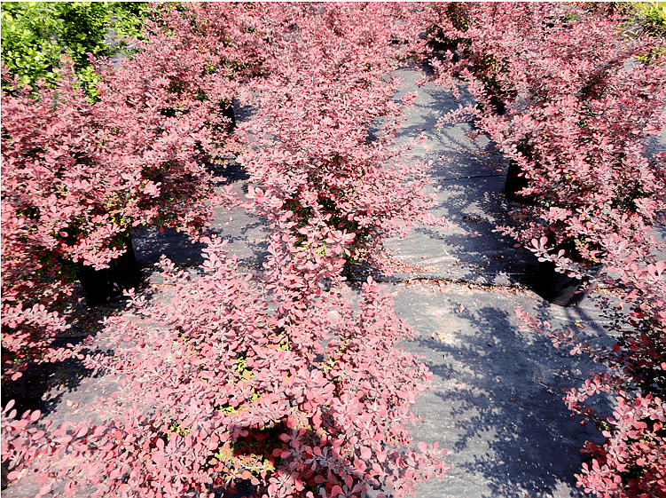 电竞比赛押注app