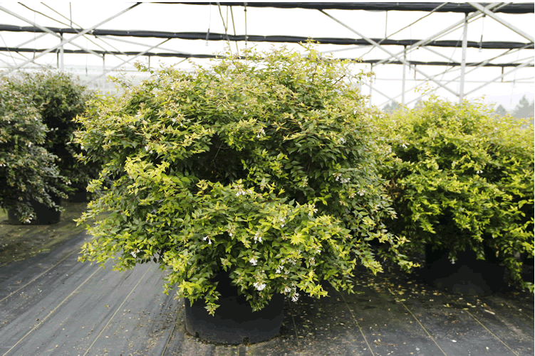 电竞比赛押注app