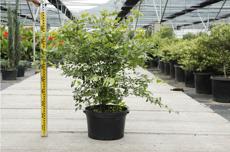 电竞比赛押注app