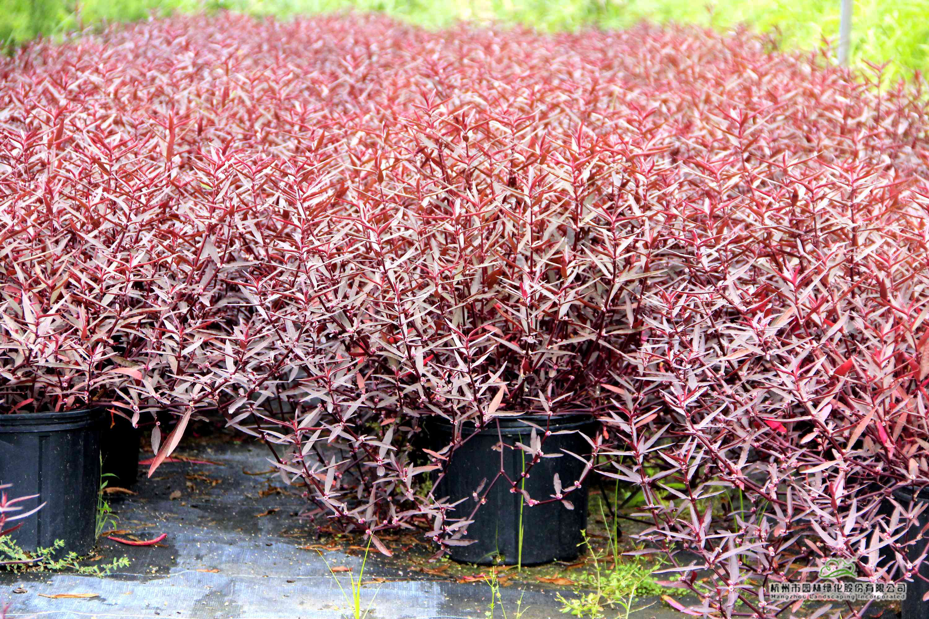 电竞比赛押注app