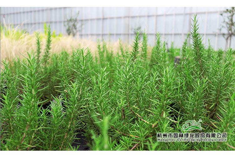 电竞比赛押注app