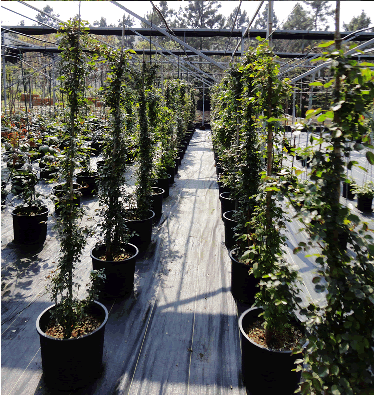 电竞比赛押注app