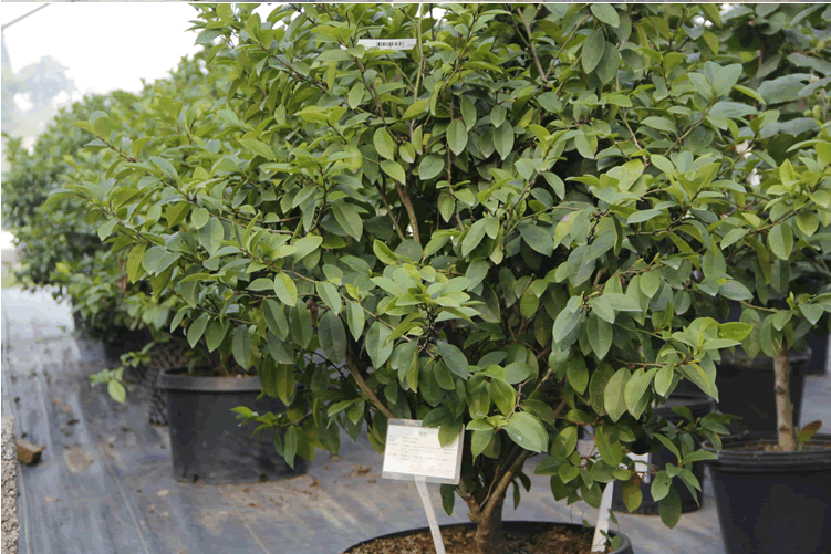 电竞比赛押注app