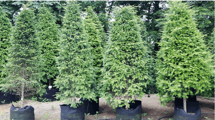 电竞比赛押注app