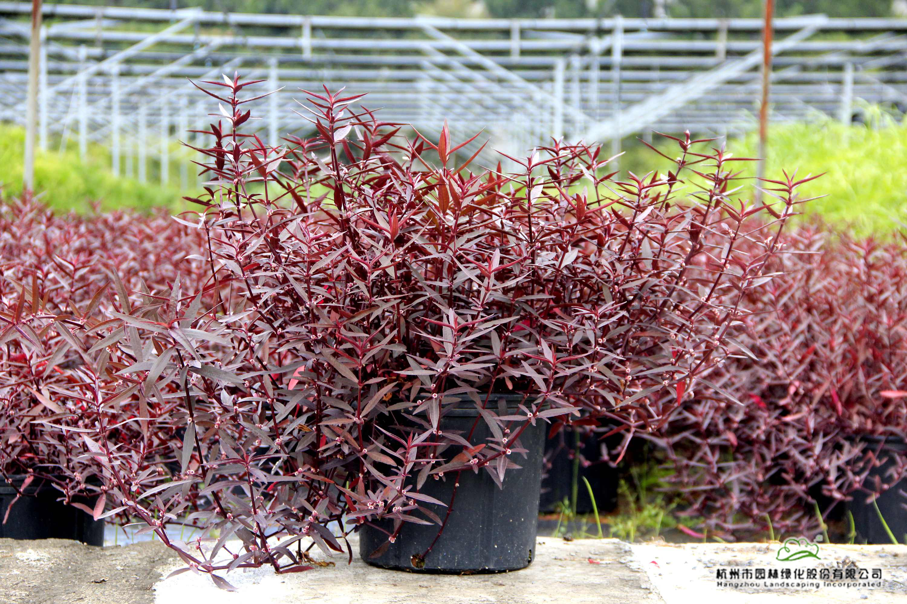 电竞比赛押注app