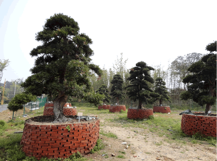 电竞比赛押注app