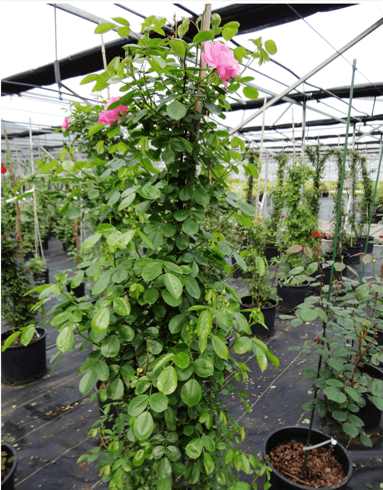 电竞比赛押注app