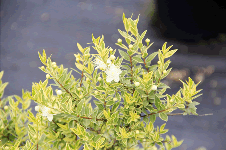 电竞比赛押注app