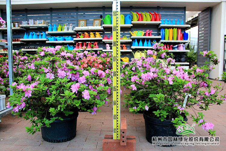 电竞比赛押注app