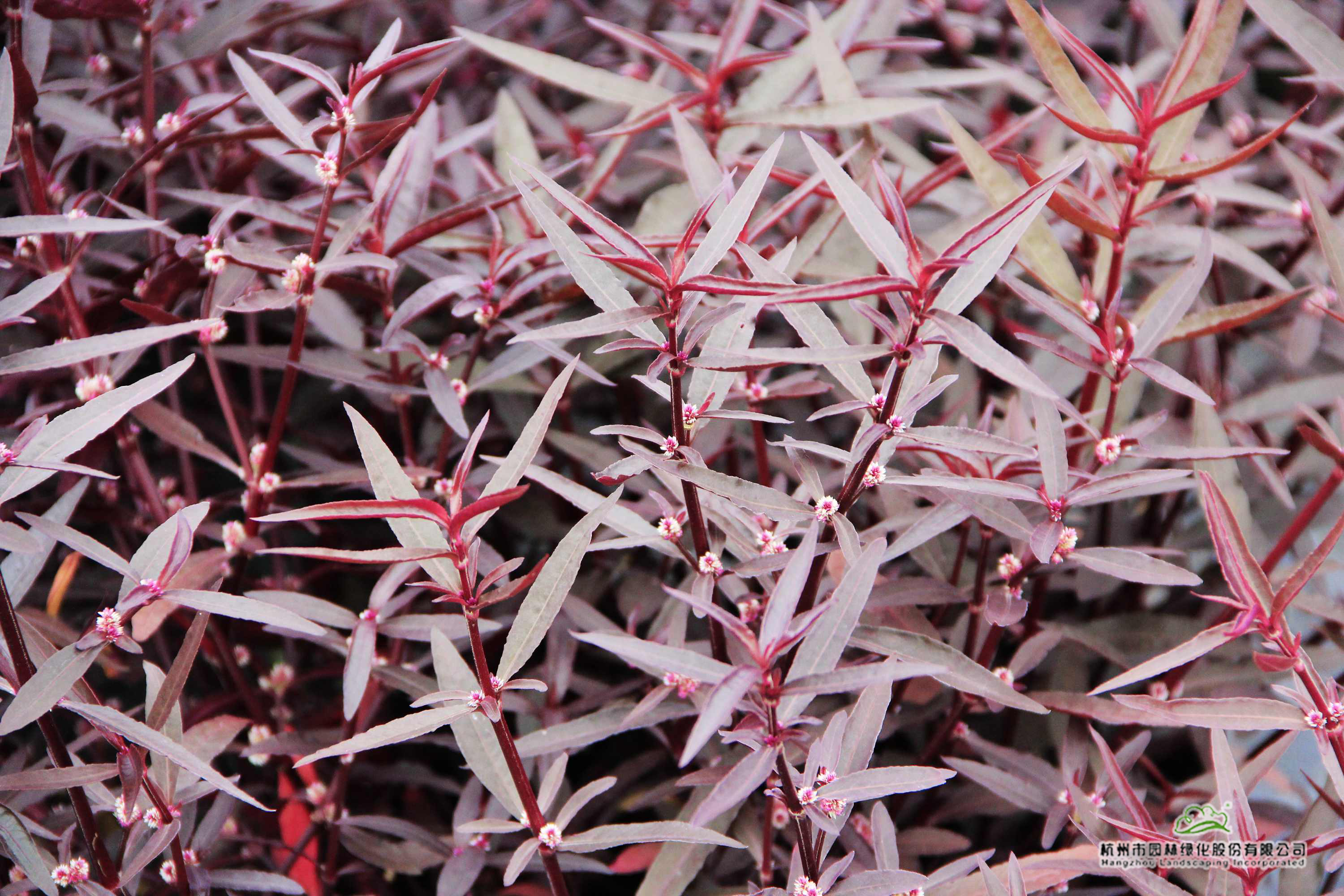 电竞比赛押注app