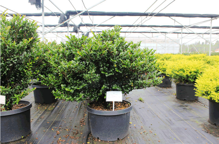 电竞比赛押注app