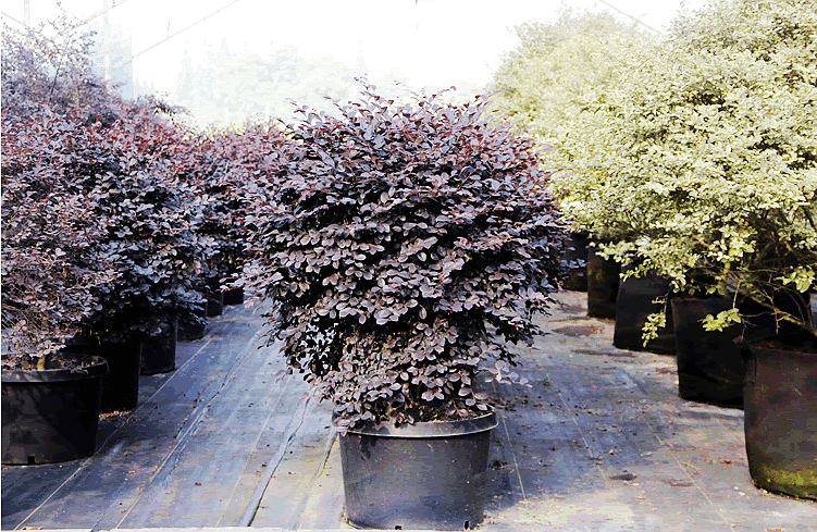 电竞比赛押注app