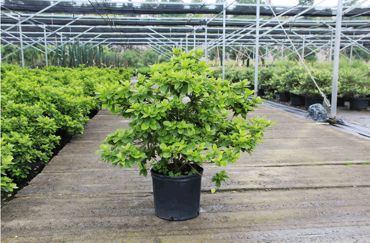 电竞比赛押注app