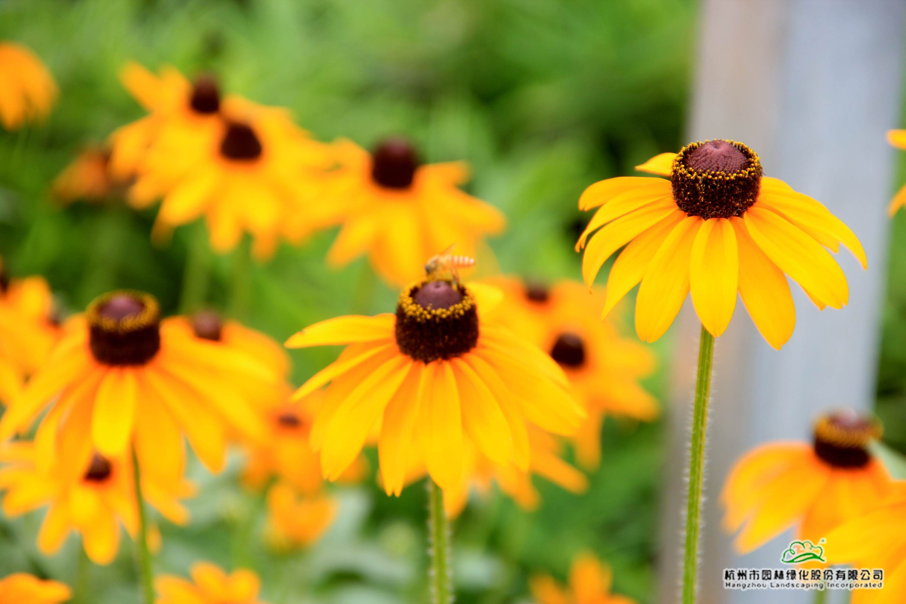 电竞比赛押注app